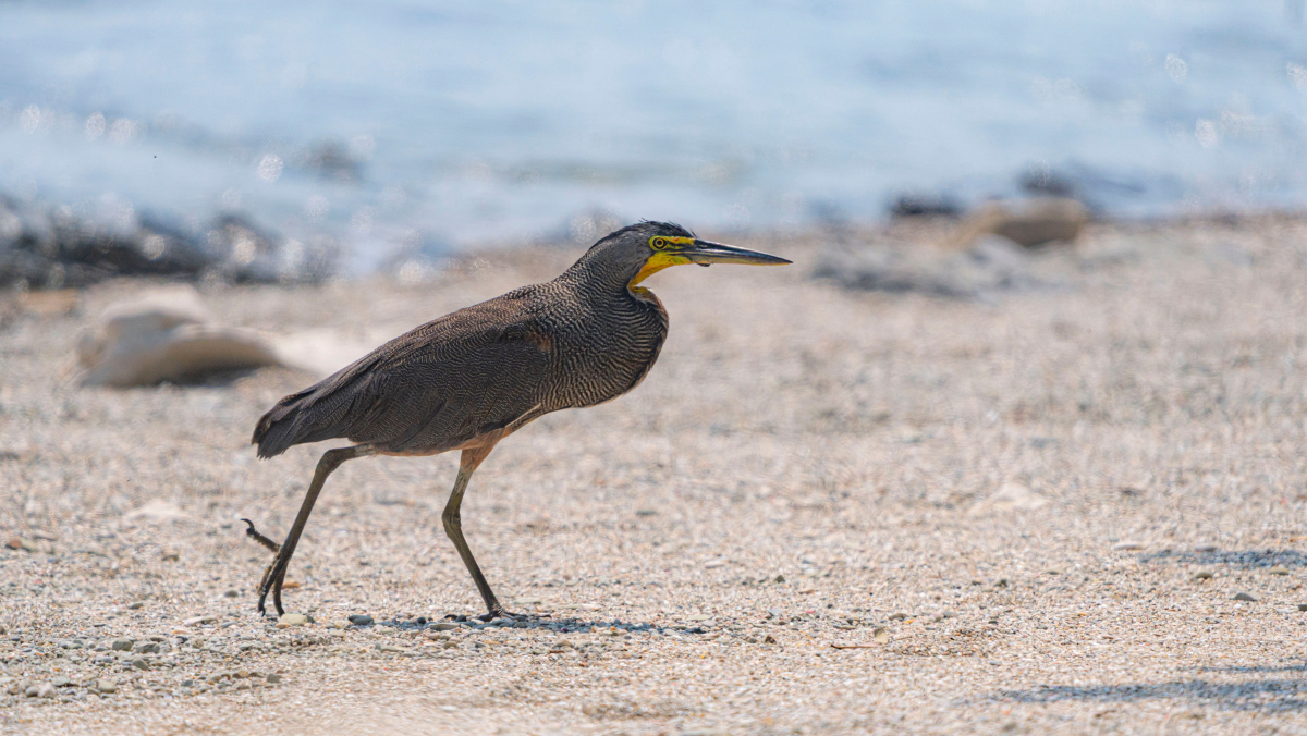 Bird in beach