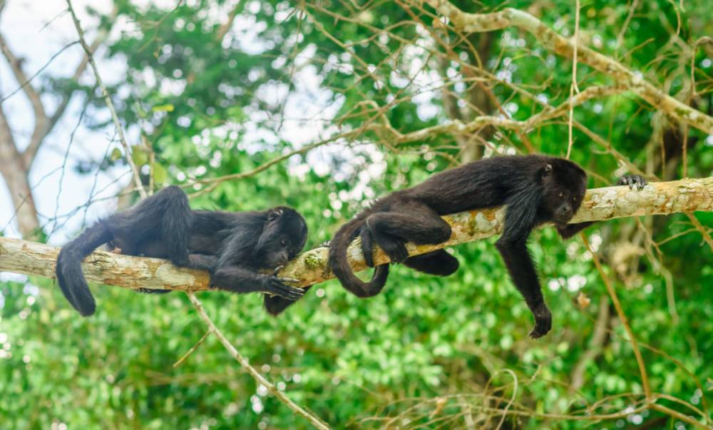 Monkeys lounging on a tree branch in Costa Rica